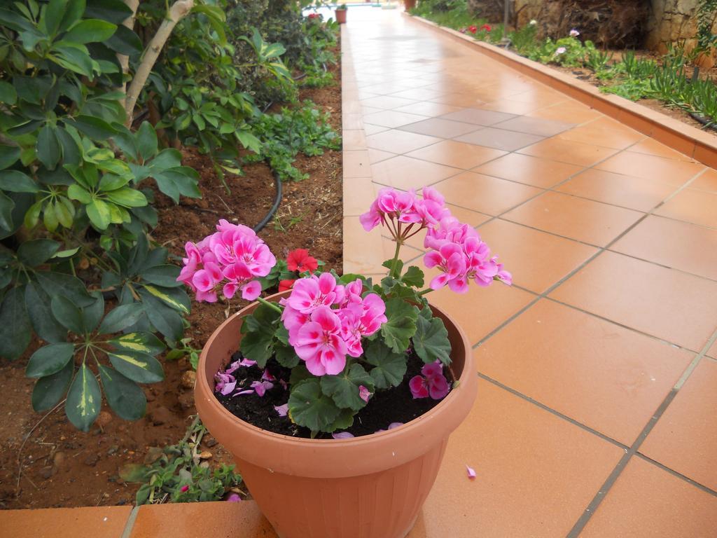 Aspri Petra Apartments Analipsi  Dış mekan fotoğraf